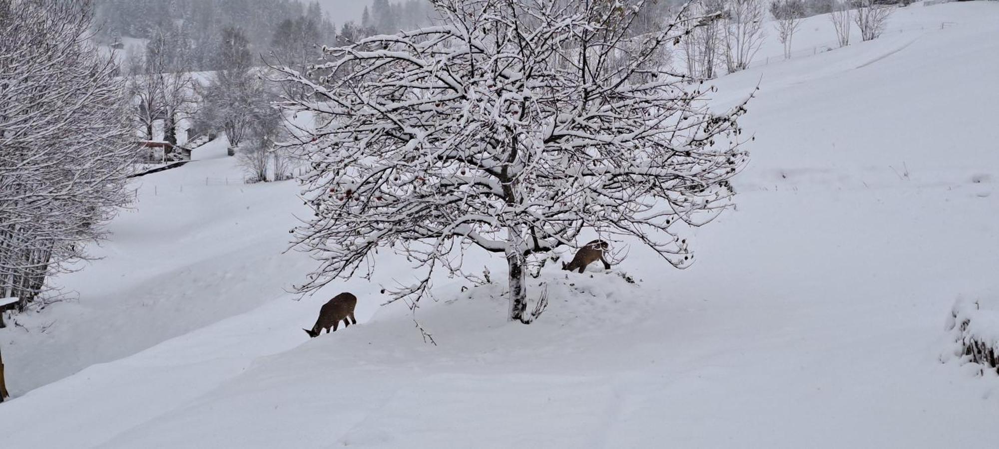 Ferienwohnung Langeck Maria Alm am Steinernen Meer Buitenkant foto