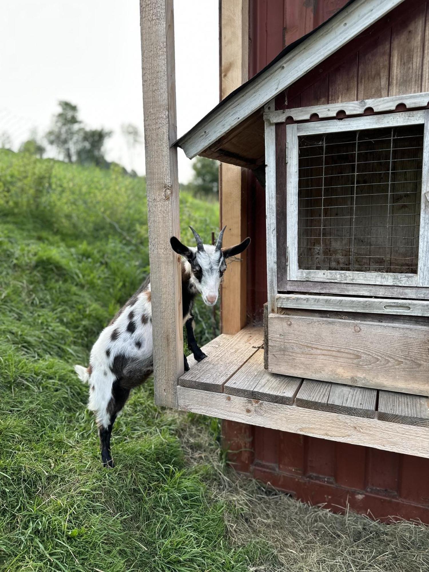 Ferienwohnung Langeck Maria Alm am Steinernen Meer Buitenkant foto